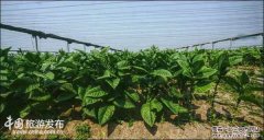 海南儋州发展雪茄为代表的特色农业 带动产业转型